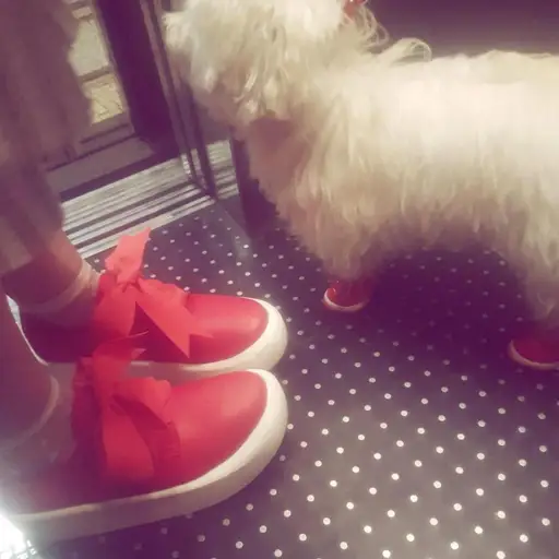 Tokyo Bopper/ Belly Button platform sneakers in red leather with red suede bow ties, contrast white platform bottom. I bought these in Tokyo in 2018 and they have only been worn twice as they’re a little too small for me. They are Japanese size 22.5/ US 6.5 #harajuku #japanesestreetstyle #tokyobopper